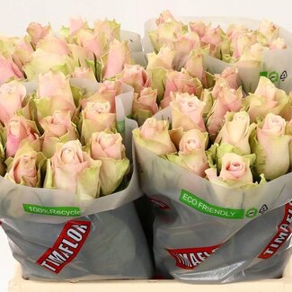 Freshy Rozen “Pink Athena” | Kleur: Roze | Lengte ± 40 centimeter | Per 20 rozen