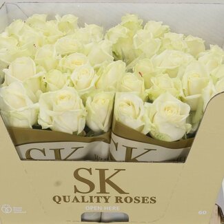 Freshy Rosa Avalanche Koene White