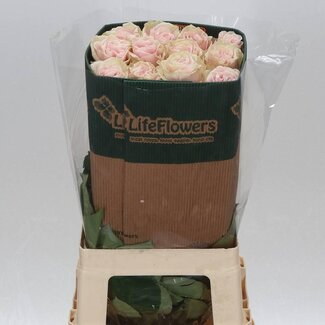 Freshy Grootbloemige Roos “Pink Mondial” | Kleur: Roze | Lengte ± 60 centimeter | Herkomst Ecuador | Per 25 stelen