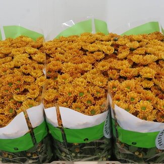 Freshy Chrysanthemum Chrysant Santini “Rossi” | Kleur: Oranje | Lengte ± 55 centimeter | Per 25 stelen