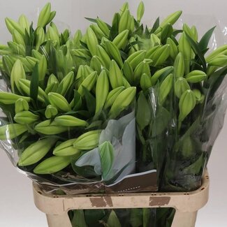 Freshy Lelie Longi Aqua Watch Up 2 Bloem