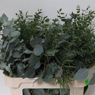 Freshy Eucalyptus Mix 300gr (p. bos)