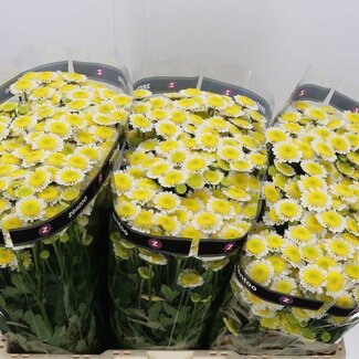 Freshy Chrysant santini Sun Up