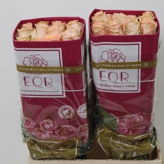 Freshy Grootbloemige Roos “Tiffany” | Kleur: Roze | Lengte ± 60 centimeter | Herkomst Ecuador | Per 25 stelen