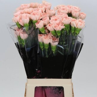 Freshy Lange Anjer “Novia” | Kleur: Roze | Lengte ± 70 centimeter | Per 20 stelen