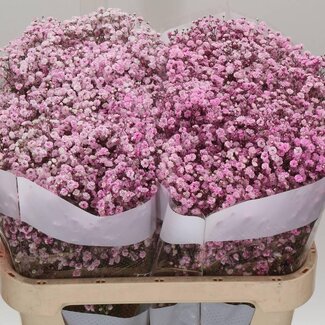 Freshy Gypsophila Gipskruid | Kleur: Kleurbehandeld Licht Roze | Lengte ± 75 centimeter | Gewicht ± 30 gram per tak | Per 25 stelen