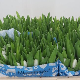 Freshy Tulp enkel Royal Virgin