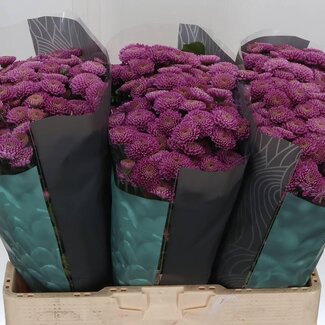 Freshy Chrysant santini Ellison Pink