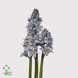 Freshy Scilla “Blauw” | Kleur: Gemengde Kleuren | Lengte ± 38 centimeter | Per 50 stelen