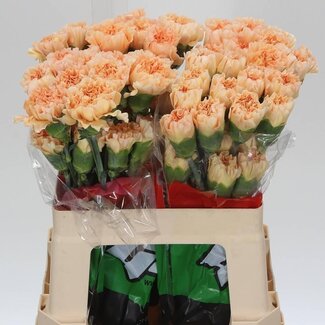 Freshy Anjer Kort Gold Crimea