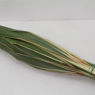 Freshy Phormium