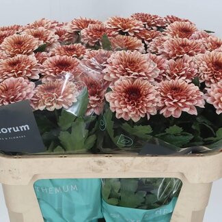 Freshy Chrysant deco Pip Salmon