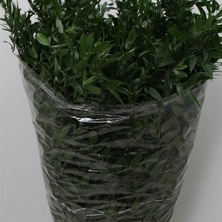 Freshy Ruscus Lang 5 tak (p. bos)