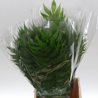 Freshy Cyrtomium Fortunei