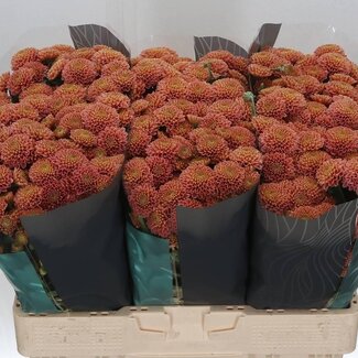 Freshy Chrysanthemum Chrysant Santini XL “Ellison” | Kleur: Zalmkleurig | Lengte ± 55 centimeter | Per 25 stelen