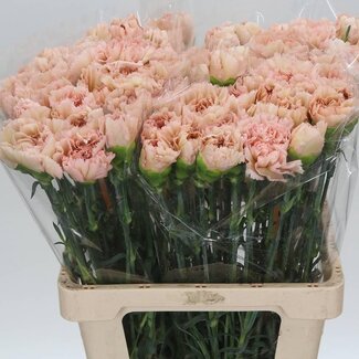 Freshy Italiaanse Anjer “Apple Tea” | Kleur: Groen | Lengte ± 60 centimeter | Per 20 stelen