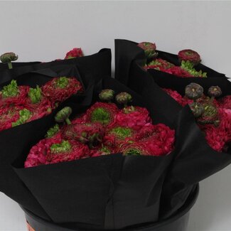 Freshy Ranunculus Ponpon Xxl X10 Aladdin