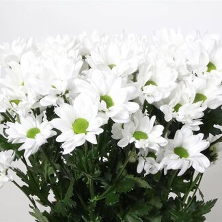 Freshy Troschrysant Chrysanthemum “Chic” | Kleur: Wit | Lengte ± 70 centimeter | Gewicht ± 105 gram per tak | Per 10 stelen