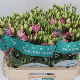 Freshy Eustoma Gevuld Rosi Bright Pink
