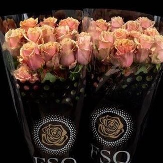 Freshy R Eq Pink Amaretto