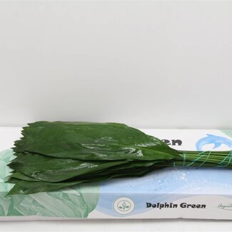 Freshy Aspidistra | Kleur: Groen | Lengte ± 70 centimeter | Per 5 bossen