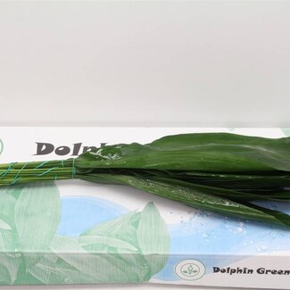 Freshy Aspidistra | Kleur: Groen | Lengte ± 80 centimeter | Per 5 bossen