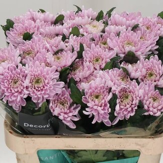 Freshy Chrysant deco Rossano