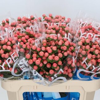 Freshy Hypericum Coco Tiamo