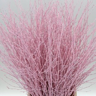 Freshy Berk Pink Light (p. bos)