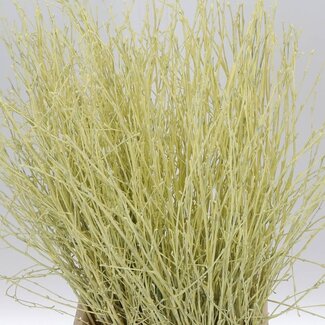 Freshy Berk Creme (p. bos)