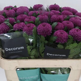 Freshy Chrysant deco Roxo