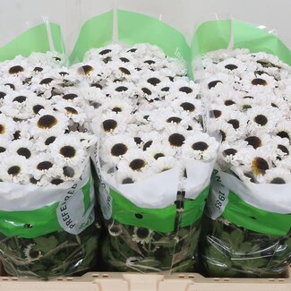 Freshy Chrysant santini Patrese White