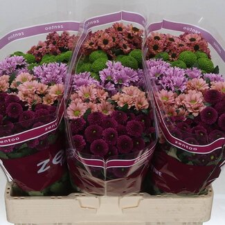 Freshy Chrysanthemum Chrysant Santini “Gemengd Breeze” | Kleur: Gemengde Kleuren | Lengte ± 55 centimeter | Per 25 stelen