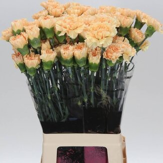 Freshy Anjer Lang Crimea