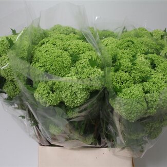 Freshy Viburnum Sneeuwbal | Kleur: Wit | 4 koppen | Lengte ± 90 centimeter | Per 10 stelen