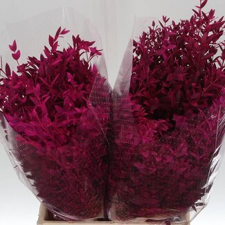 Freshy Eucalyptus Parvi Col Pink 150gr Short (p. bos)