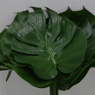 Freshy Monstera Blad Impatiens 27cm