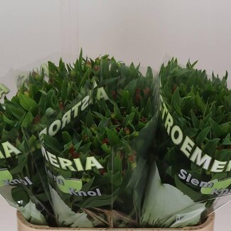 Freshy Alstroemeria Fl Noa