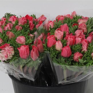 Freshy Anemone Mistral L X50 Pink