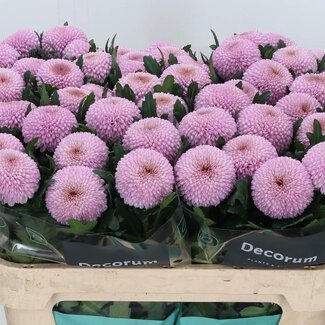 Freshy Chrysant deco Momoko