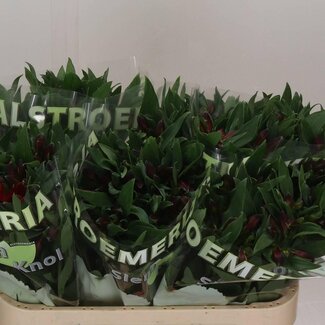 Freshy Alstroemeria Rockstar