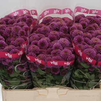 Freshy Chrysanthemum Chrysant Santini “Doria” | Kleur: Paars | Lengte ± 55 centimeter | Per 25 stelen