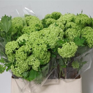 Freshy Sneeuwbal 3 Kop