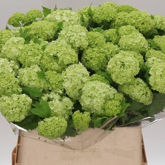 Freshy Viburnum Sneeuwbal “Ex” | Kleur: Wit | 4 koppen | Lengte ± 80 centimeter | Per 10 stelen