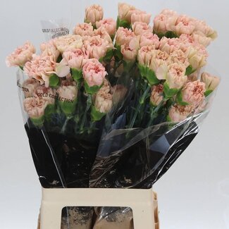 Freshy Anjer Lang Lege Marrone