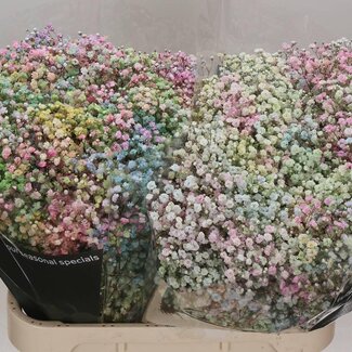 Freshy Gypsophila Gipskruid “Disco” | Kleur: Kleurbehandeld Gemengde Kleuren | Lengte ± 80 centimeter | Gewicht ± 40 gram per tak | Per 25 stelen