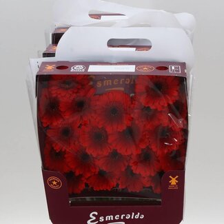 Freshy Gerbera Mi Aqua “Suri” | Kleur: Rood | Lengte ± 45 centimeter | Per 20 stelen