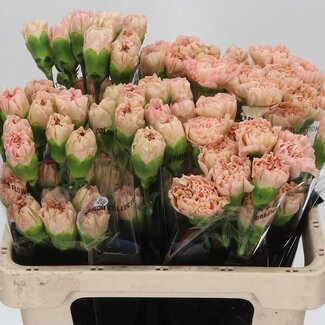 Freshy Anjer Kort Lege Marrone