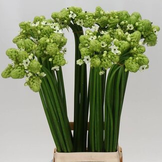 Freshy Ornithogalum Saundersiae