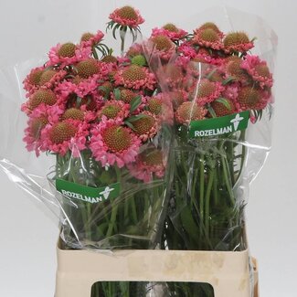 Freshy Scabiosa At Candy Scoop
